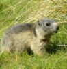 marmottes herbe