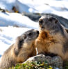 marmottes montagne