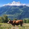 vaches et mont pourri 